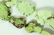 12 Large Gaspeite Slab Beads - Heavy!