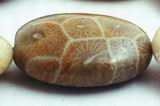 Distinctive Oval Coral Fossil Beads - 18mm x 13mm