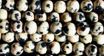 Happy Dalmatian Jasper Beads