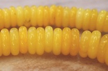134 Bumblebee Yellow Jade Rondelle Disc Beads