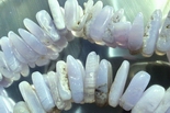 67 Grey Blue Lace Agate Dog-Tooth Icicle Beads - Heavy!