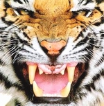 Tiger Face